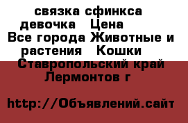 связка сфинкса. девочка › Цена ­ 500 - Все города Животные и растения » Кошки   . Ставропольский край,Лермонтов г.